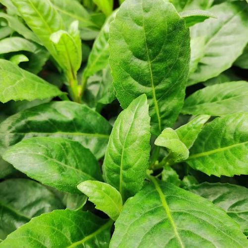 明月盆栽降糖白子庭院阳台绿植多年生金鸡毛草绿植