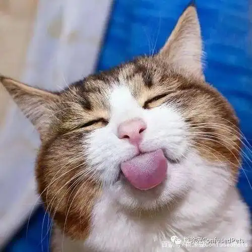 会做鬼脸的猫咪?爱了爱了