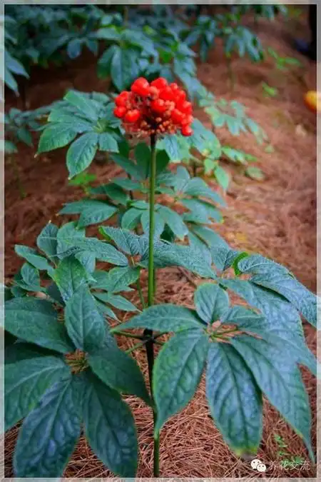 这是景天三七,又名:费菜(救荒本草)土三七(通称),旱三七,四季还阳