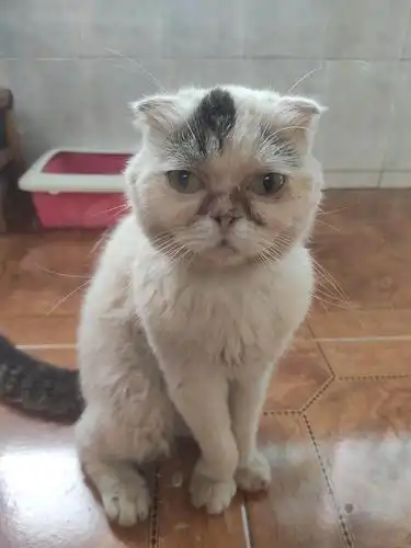 【领养】上海杨浦 折耳加菲串串