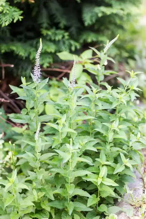 九成人都不懂蚊子"天敌"是啥?常见草药也能防虫降温哦!