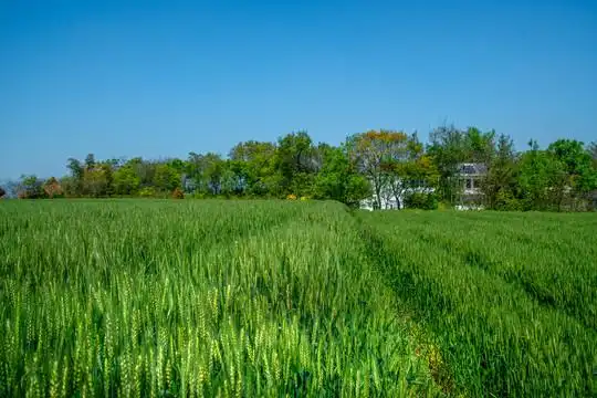 绿色麦田图片