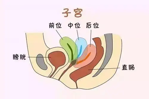 子宫位置也会影响受孕能力三种子宫类型你需要了解
