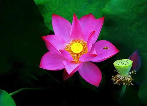 欣赏出水芙蓉美丽荷花