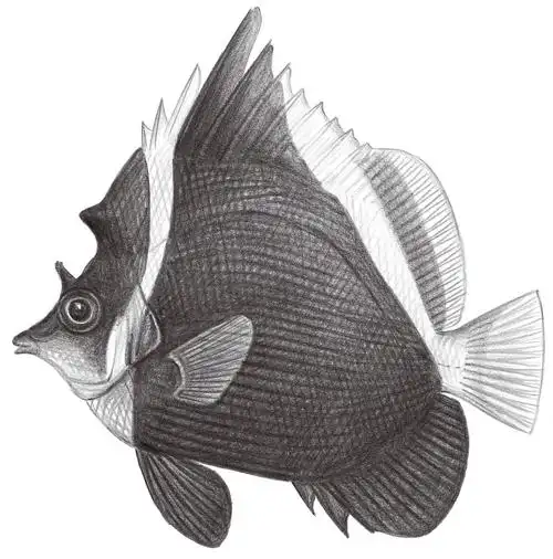 黑身立旗鲷 heniochus varius (cuvier, 1829)