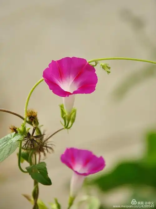 简洁漂亮的牵牛花 [ 原创 ] - 美篇