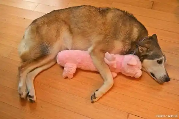 今天我们就来揭开这个神秘的面纱,让你了解狗狗怀孕生小狗的全过程.