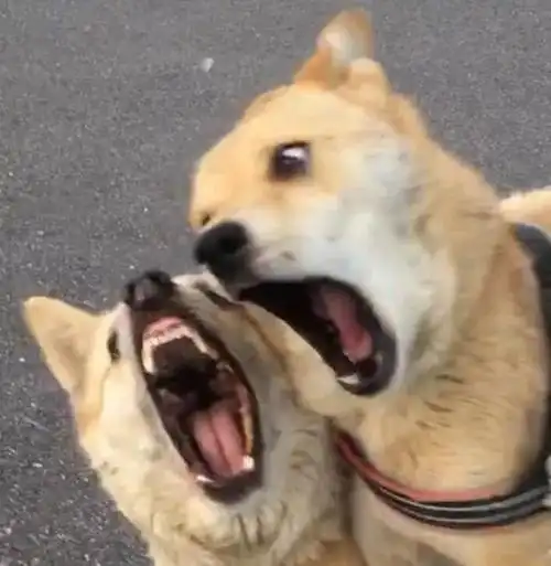 分享一波沙雕鬼畜情头感受下这残暴而狰狞的爱吧