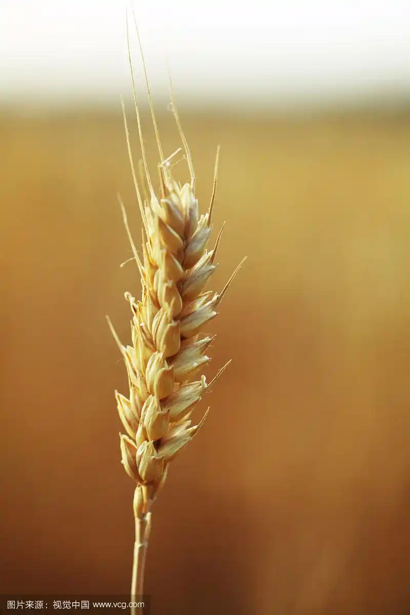 麦穗特写