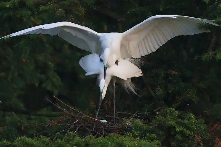 高贵大气的白鹭