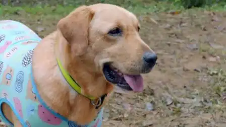 神犬小七2:梁山夫妇利用山神,设计抓住了小七,好心疼!-电视剧-高清完