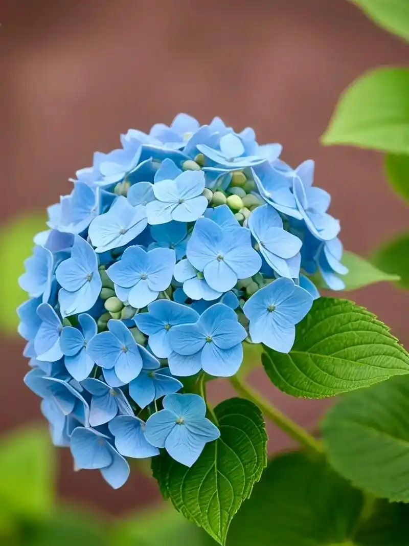 蓝色绣球花.#绣球花 #好看的花一定要分享给你 #花的世界很 - 抖音