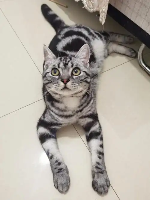 美短虎斑最俊有人反驳吗