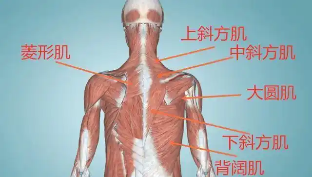 掌握这5个动作打造完美后背,大神都这么练|背阔肌|背部肌肉|肌群|肱二