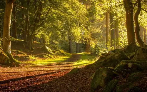 深秋丛林的唯美风景