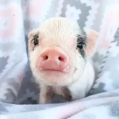 高清可爱小猪头像图片