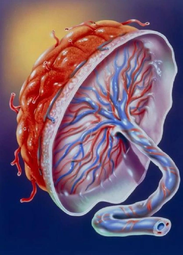 生完孩子后你的胎盘去哪里了真相医院都不敢告诉你