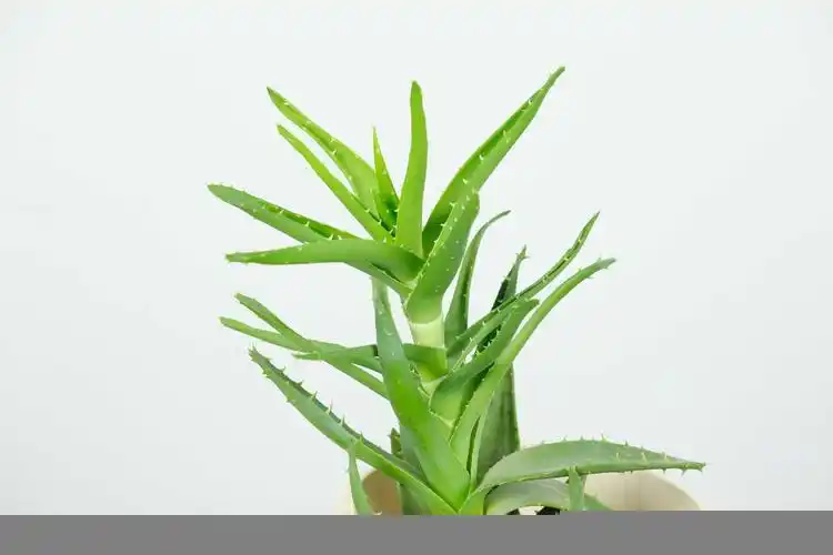 芦荟夏天怎么养