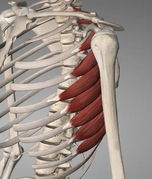 每日一肌呼吸不畅胸廓疼痛肩胛处疼痛之前锯肌