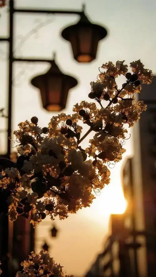 唯美复古壁纸 | 关注变好看