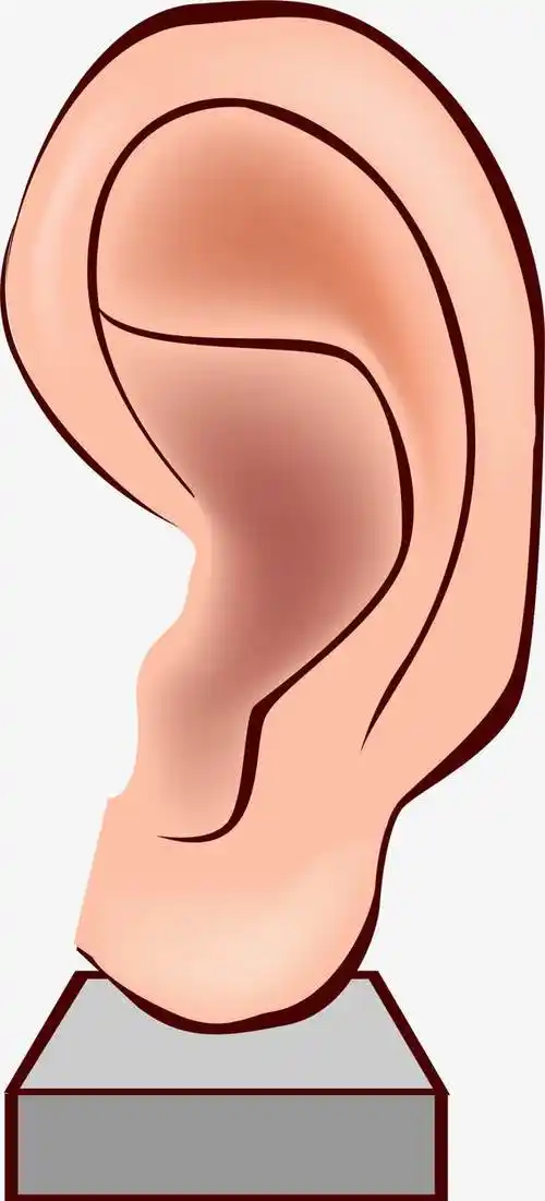 耳朵png矢量素材素材免费下载_觅元素
