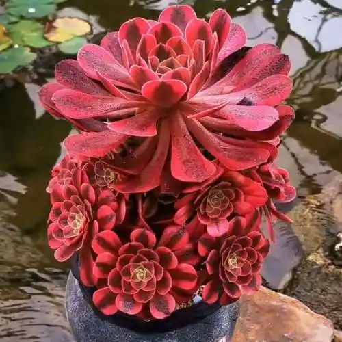 多肉植物法师锦红颜美杜莎水墨画肉肉植物多肉植物盆栽 福利随机8颗