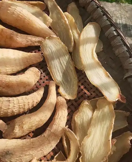 野生天麻图片大全集(天麻是怎样一种植物) - 赤虎壹号