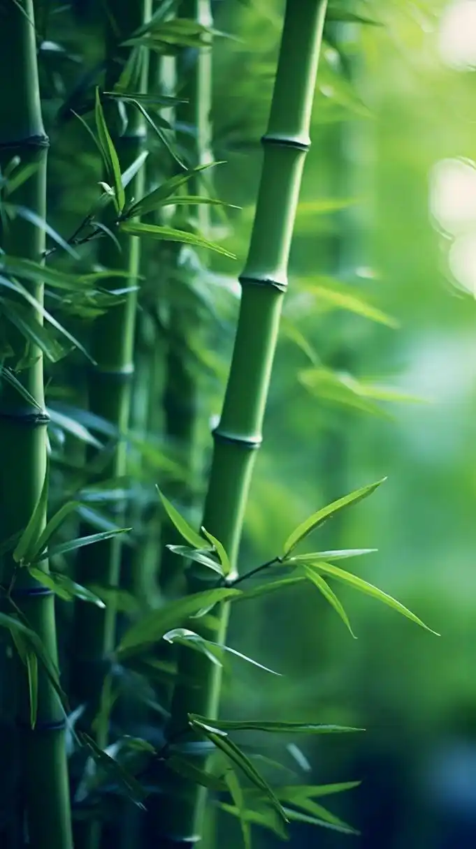 护眼壁纸 /竹系列