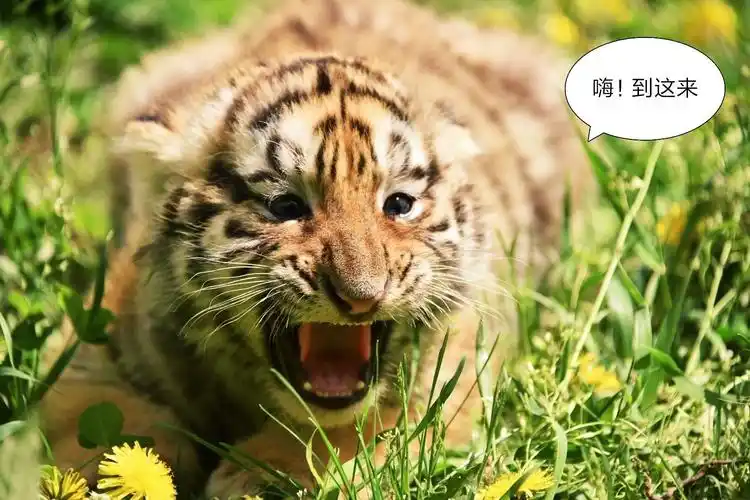 超级萌萌的小老虎