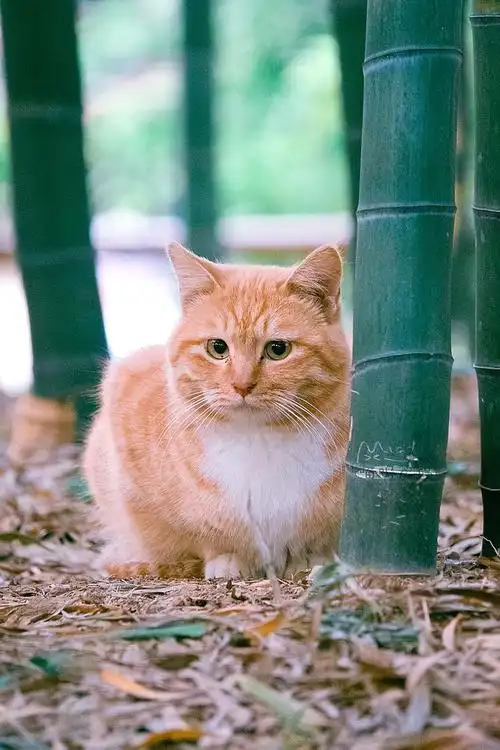 天鹅颈,圆脑袋,乌溜溜大眼珠盯着看,你们最爱的那只肥美大橘猫来啦!