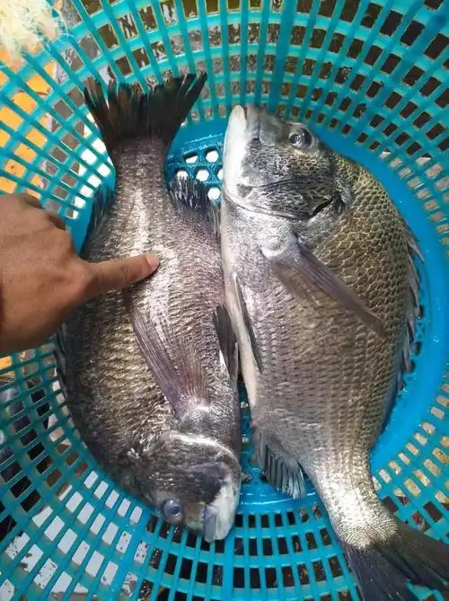 海底近距离拍摄黑鲷真鲷石鲷鱼水下觅食动作画面