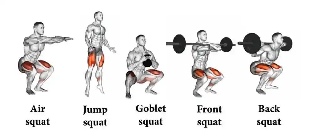 深蹲时使用的肌肉生物力学深度代偿一篇告诉你