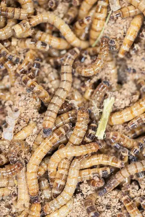 大麦虫的养殖和繁殖技术