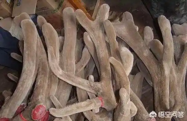 马鹿与梅花鹿的雄鹿头上未骨化密生茸毛的幼角都被称为鹿茸.