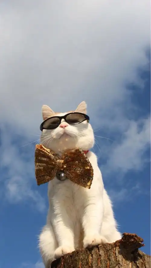 7815萌宠 猫咪～ - 堆糖,美图壁纸兴趣社区