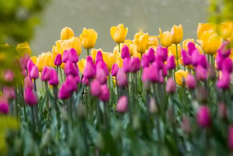 雨后清新脱俗郁金香