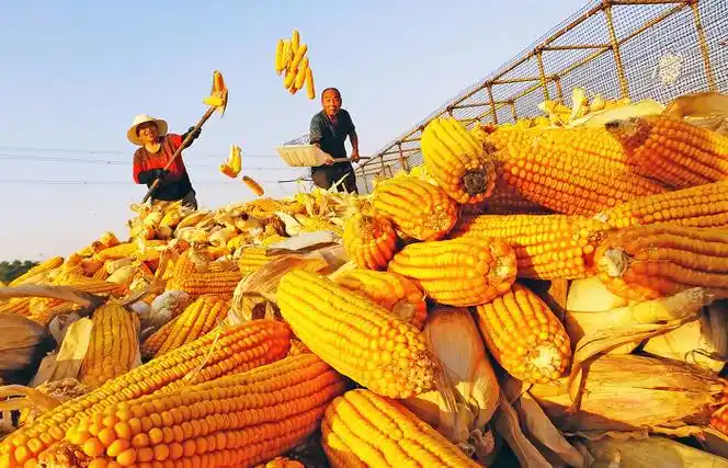 晋南粮仓粮满仓金满园