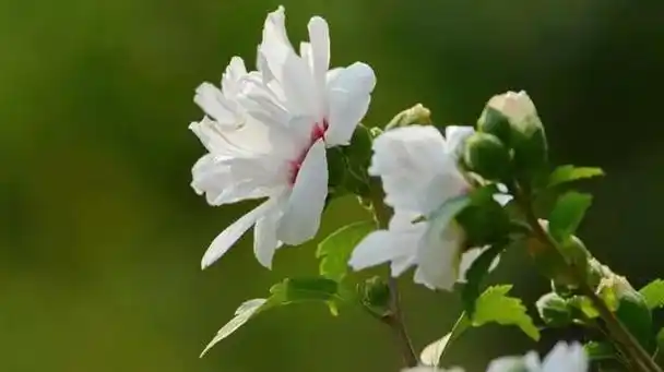 白色木槿花花语:纯净,坚韧与永恒的爱