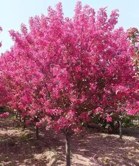 印第安海棠,北美海棠-河北保定永兴园林