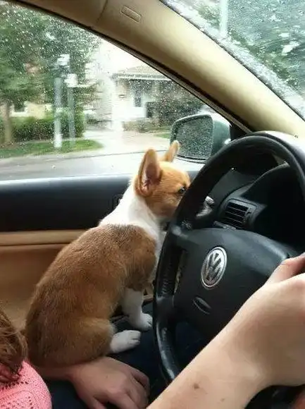 谁说腿短不能开车,看看这只柯基!