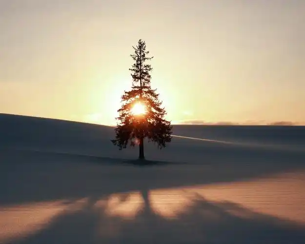 每天清晨打开窗 阳光美美哒