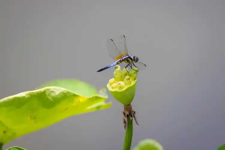 山东好景泉城公园再现荷花蜻蜓图