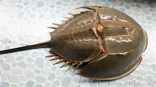 全球十大超自然生物(它是活了4亿年的生物)(1)