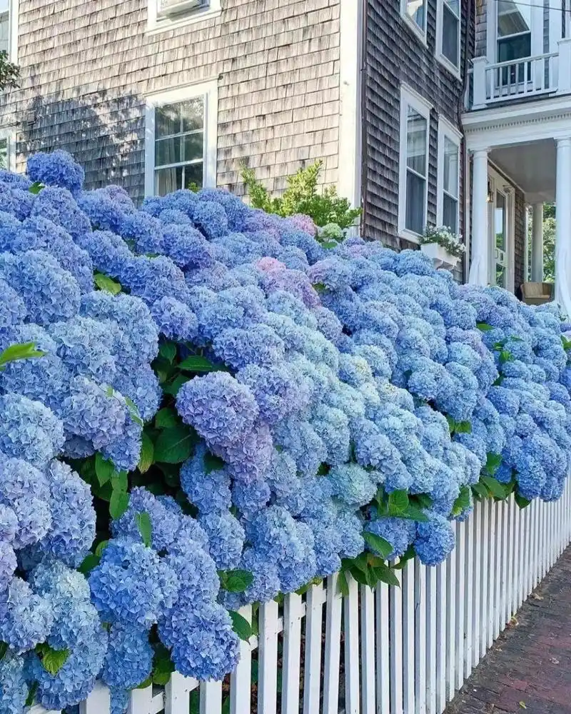 绣球花语寓意 绣球花的花语主要有4个,希望,忠贞,团聚,浪漫.