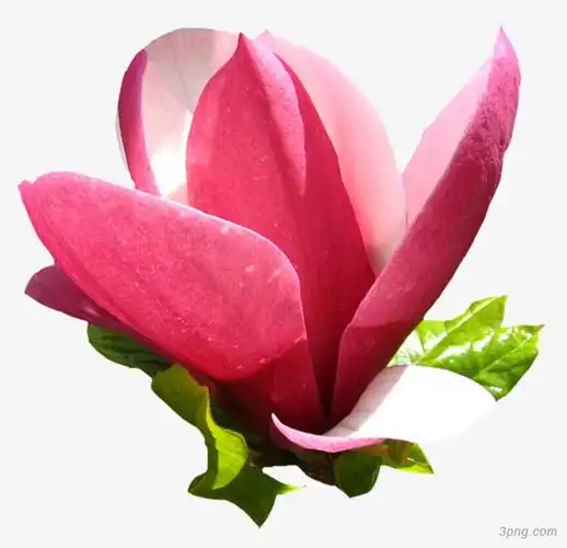 玉兰花png素材透明免抠图片动植人物