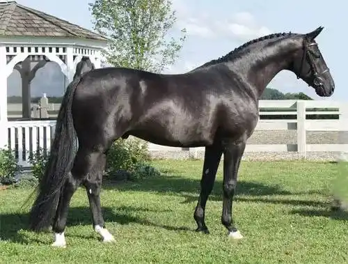 汉诺威马,欧洲最有名的温血马