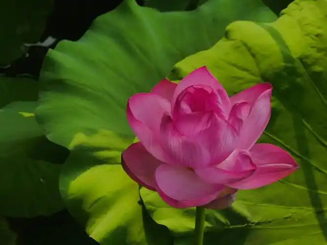 七宝荷花别样情