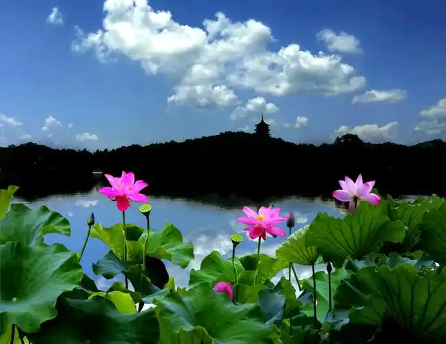 荷塘清趣