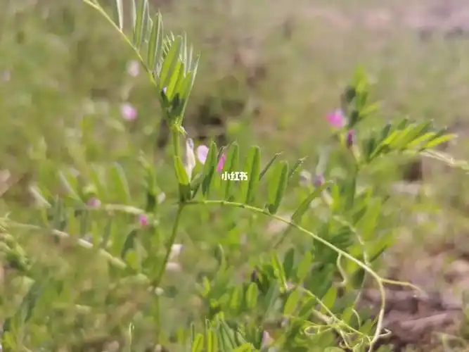 这是野豌豆荚吗