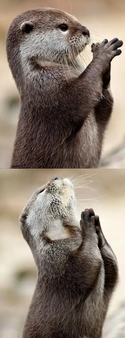 2月17日公布了一组水獭双手合十的有趣照片,感觉就像在祈祷:"上帝,请